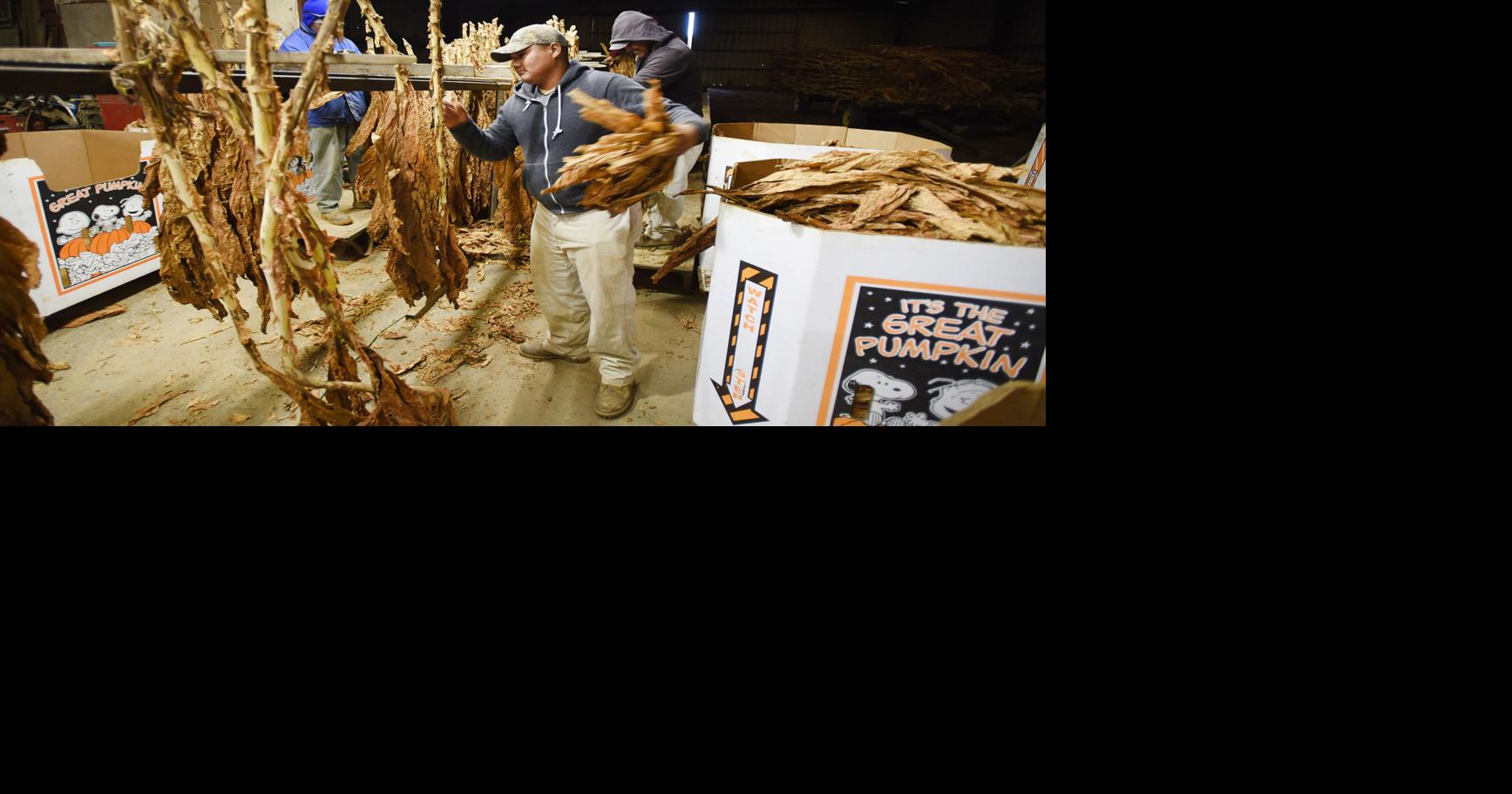 how much is tobacco in uk Cost of smoking
