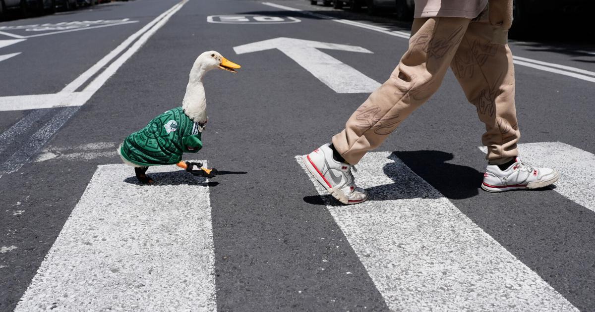 Meet Merlin the duck, a Mexico City streetside regular turned World Cup ...