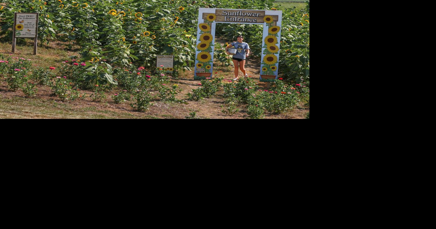 Sunflower Experience: Trunnell's hosts annual event centered around ...