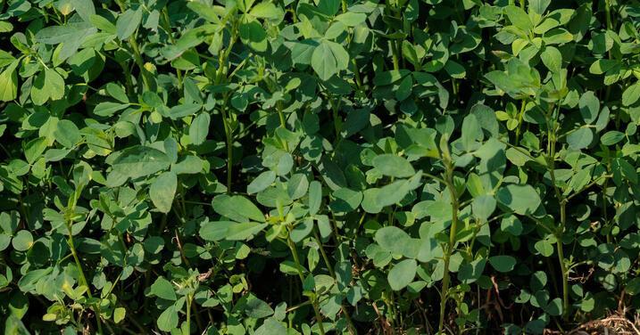 UK investigates alfalfa's role in reducing fescue toxicosis, heat stress in cattle