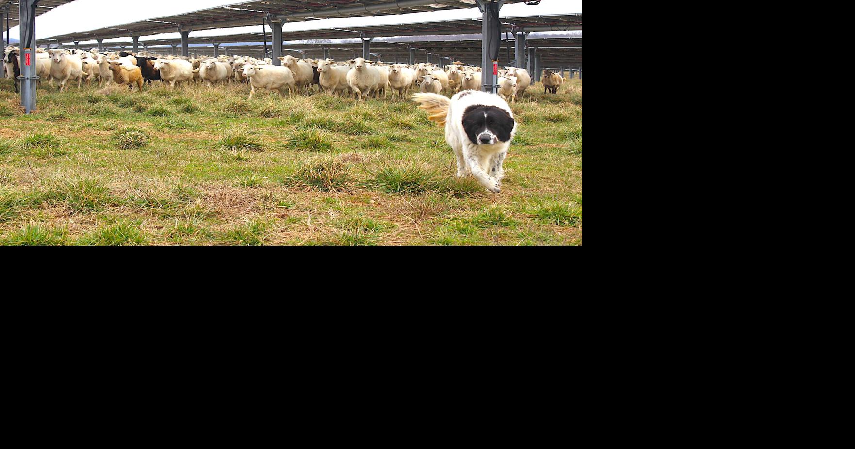 Ancient shepherding meets 21st-century energy at Logan County solar farm