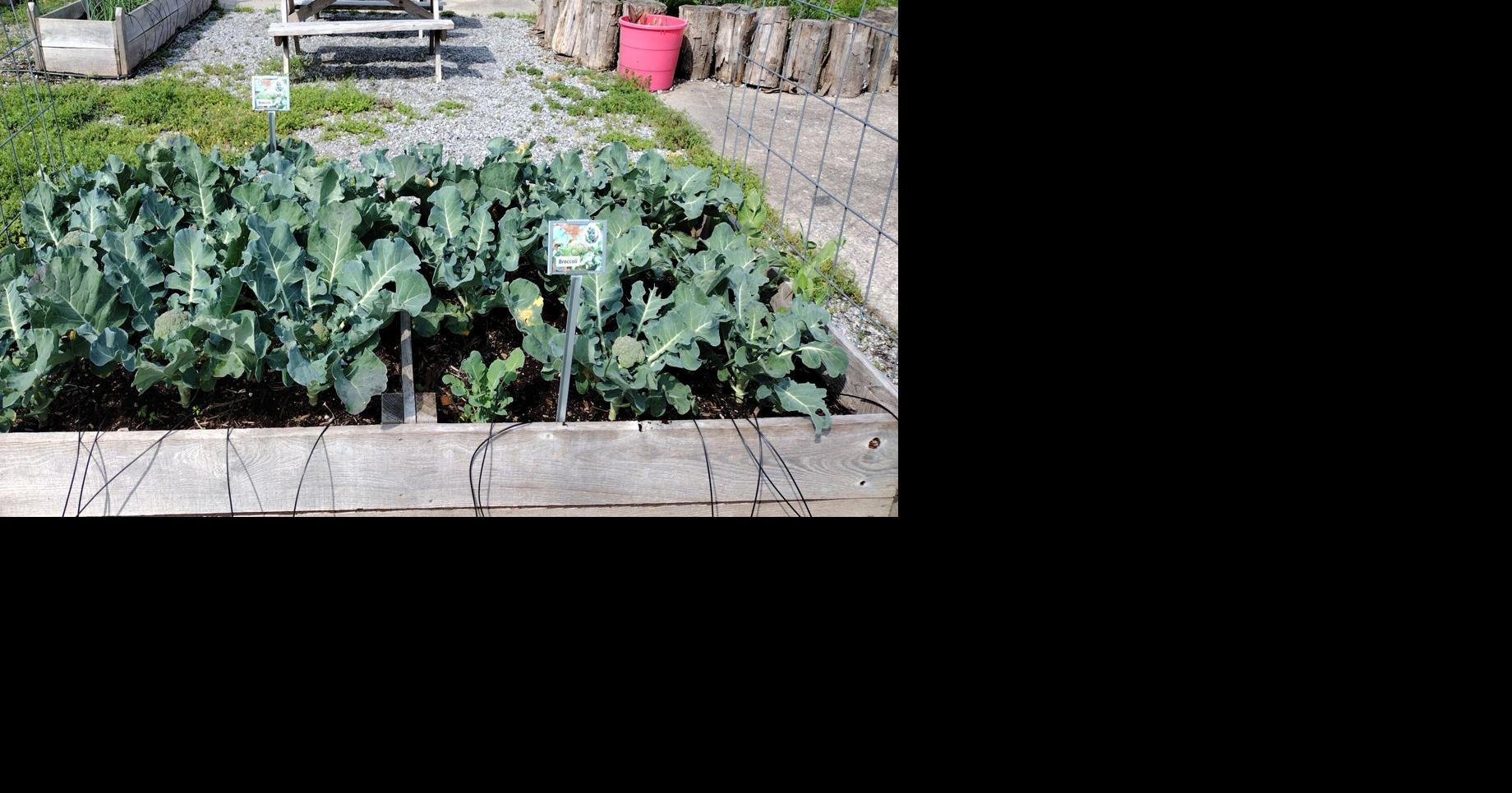 Container gardening workshop coming to Metropolis