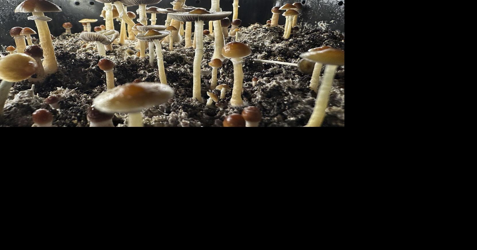 Poison control calls are rising as more people use psilocybin, study ...