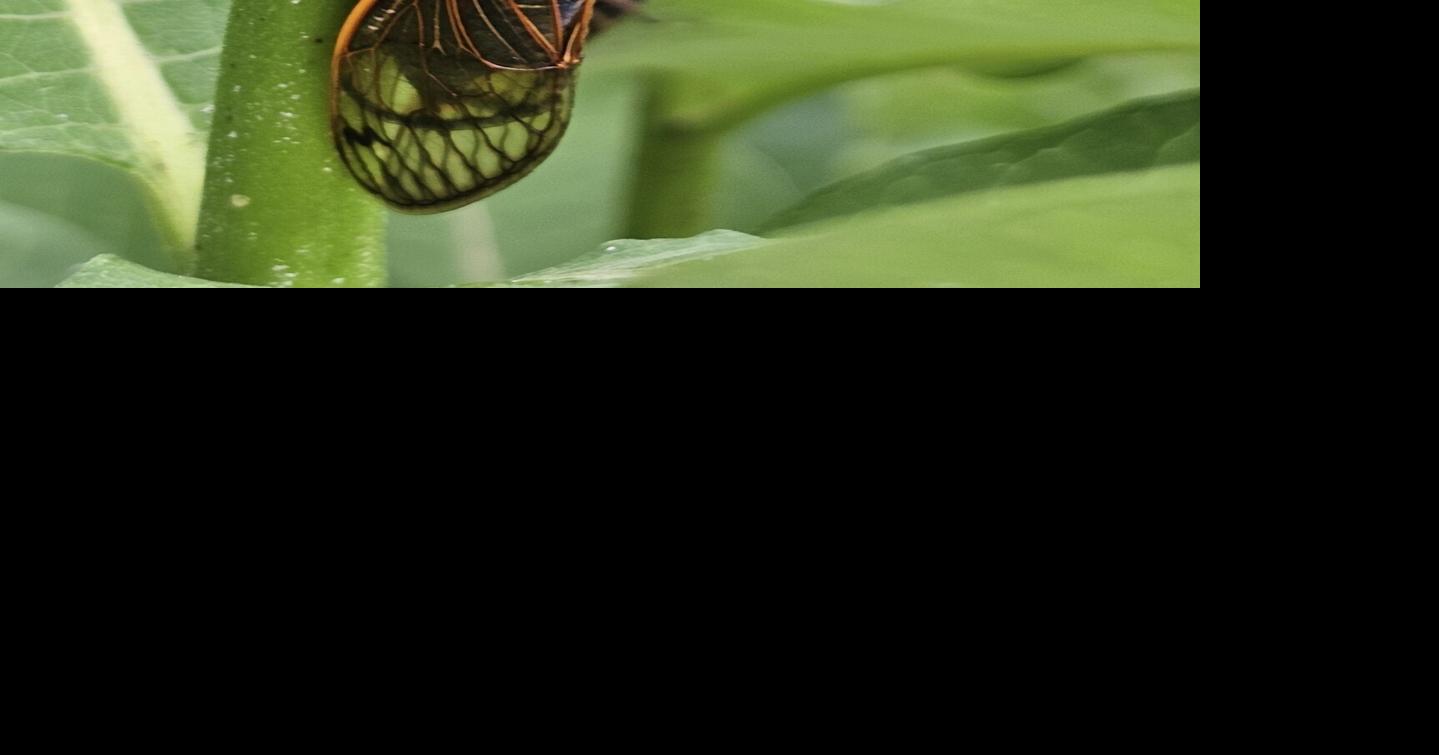 Insect Awareness & Appreciation Day is Saturday | News ...