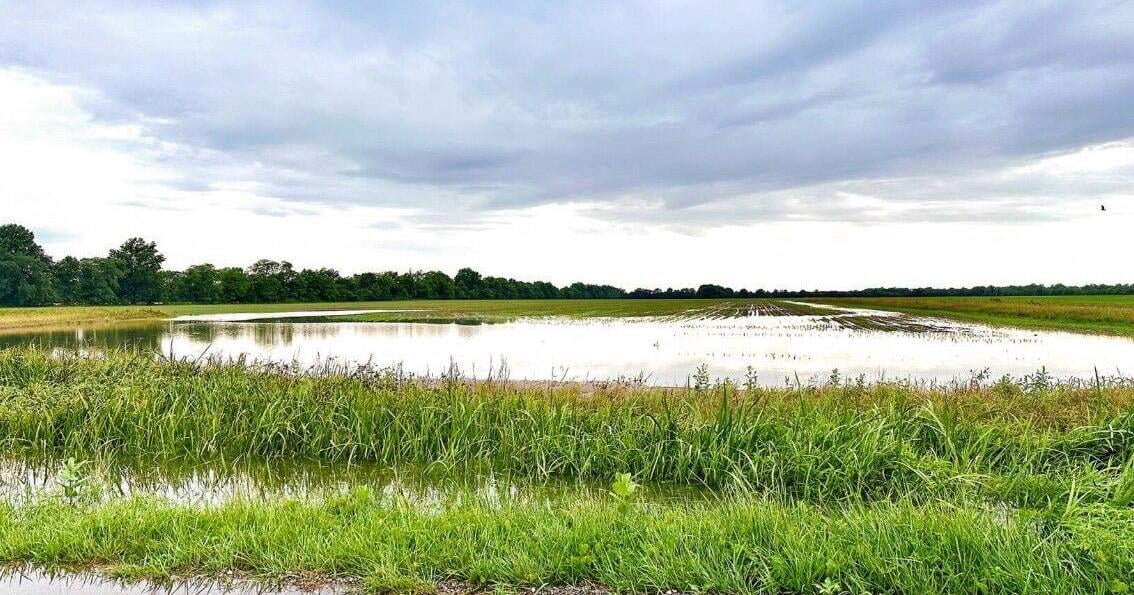 Prevent plant crop insurance claims up in southern Illinois