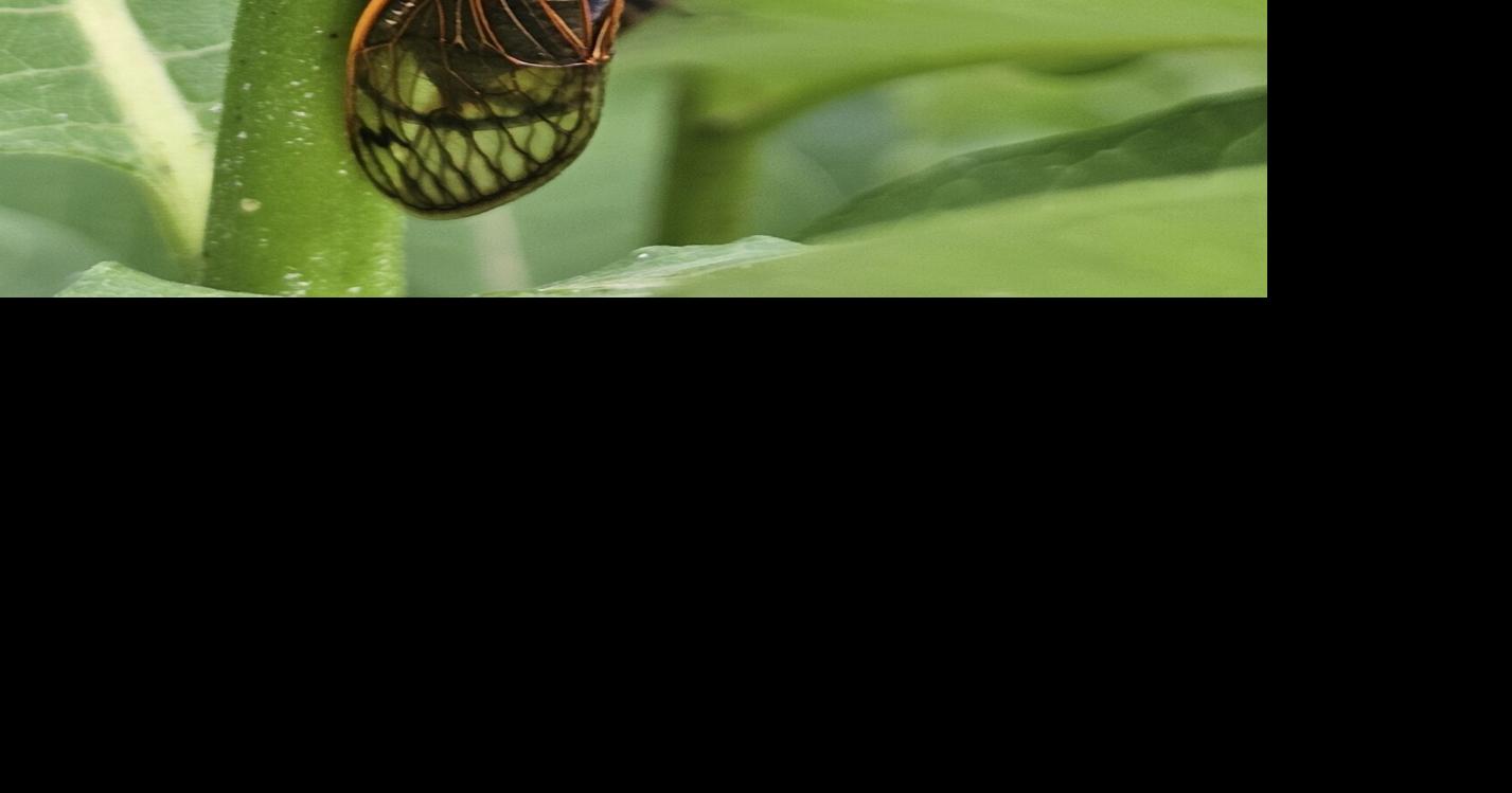 Insect Awareness and Appreciation Day exits its cocoon August 24 | News ...