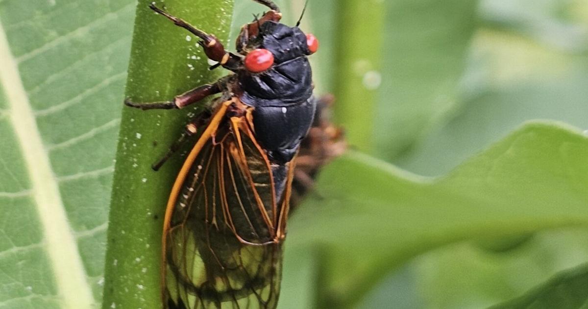 Insect Awareness and Appreciation Day exits its cocoon August 24 | News ...
