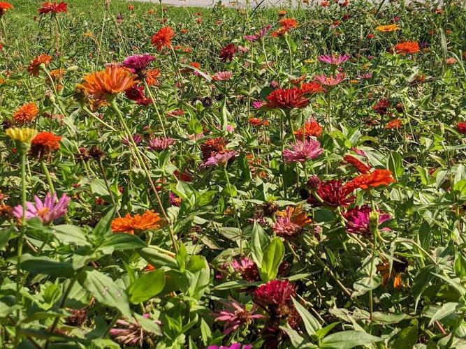 1- Texas Zinnias.081122.jpg