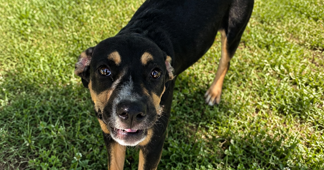 Pet of the week