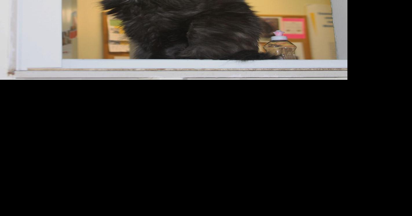 Busting at the seams with cats | Knox | midcoastvillager.com