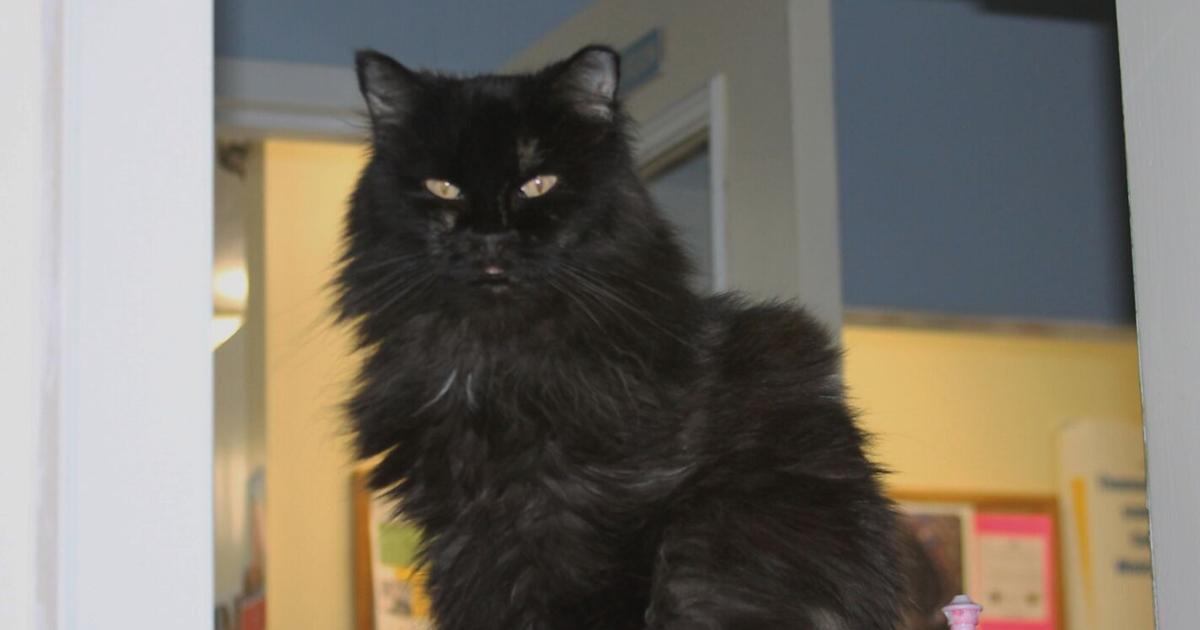 Busting Out Cat Busting at the seams with cats | Knox | midcoastvillager.com