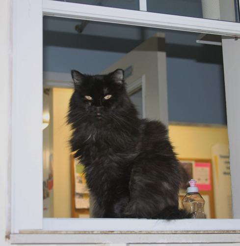 Busting at the seams with cats | Knox | midcoastvillager.com