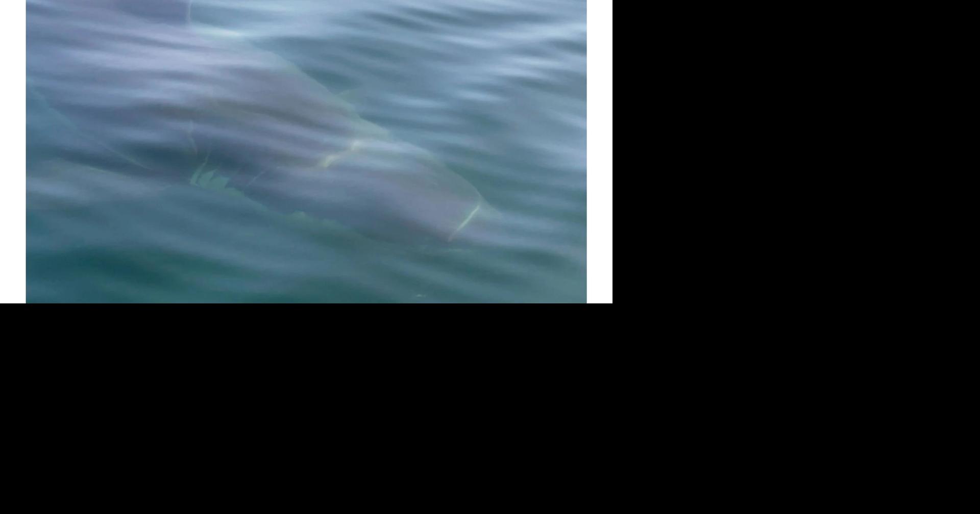 Nice White Shark Noticed Off Camden’s Curtis Island