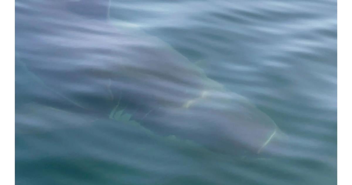 Great White Shark Spotted Off Camden’s Curtis Island