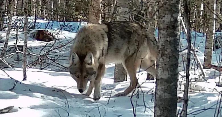 Are Wolves Returning to Maine?