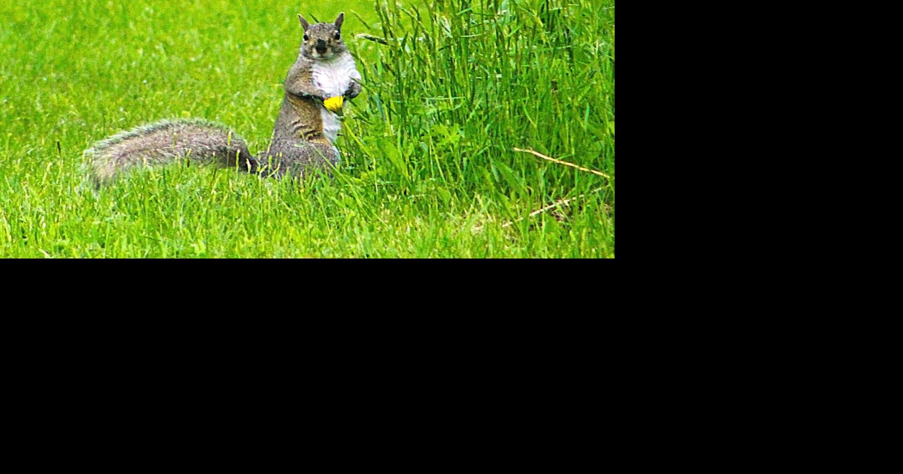 Squirrels Create Power Blips in Rockland Area | News | midcoastvillager.com