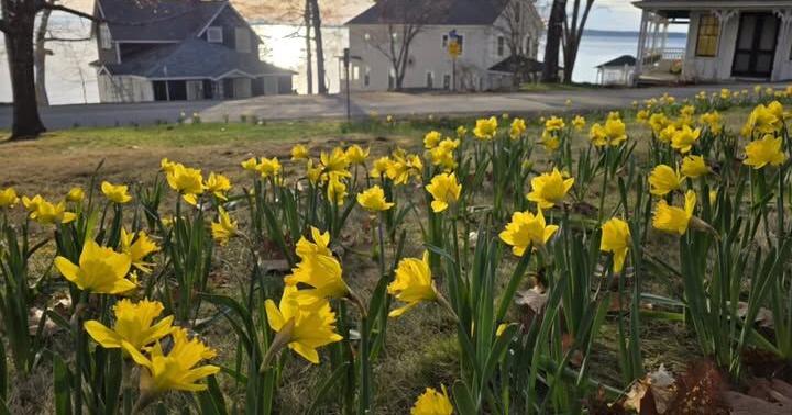 Spring Arrives in Bayside with a Sunny Array of Golden Daffodils