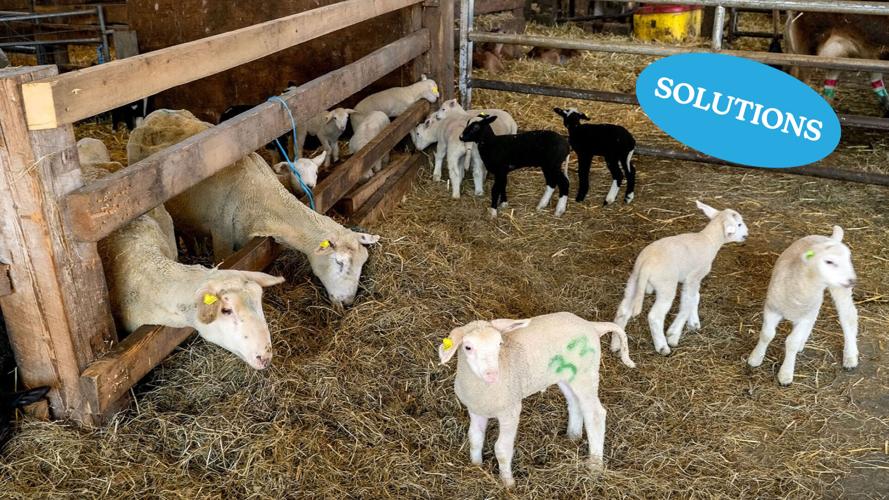 The Farm That Refused to Fold to PFAS