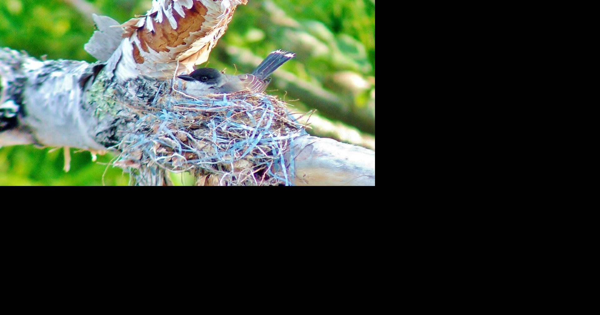 Talking Trash | Birding | midcoastvillager.com