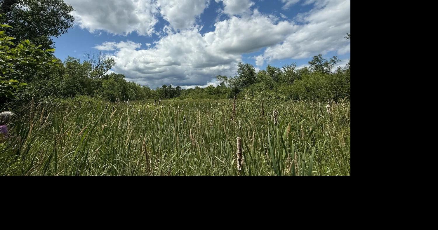 Maine Regulators Issue Warning Letter for Belfast Wetlands Lapse