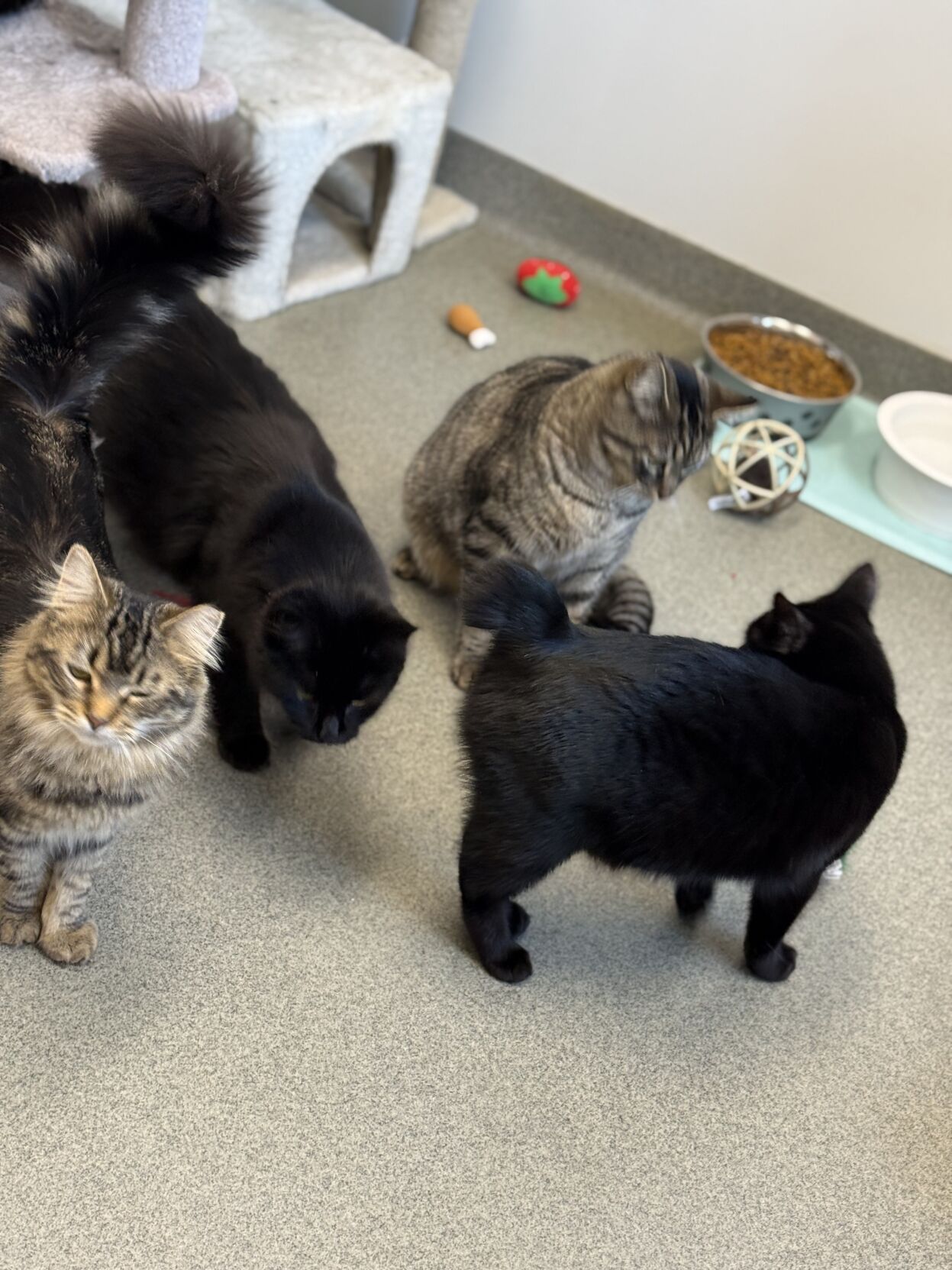 The Tail End of Things | Lost, Found and Looking | midcoastvillager.com