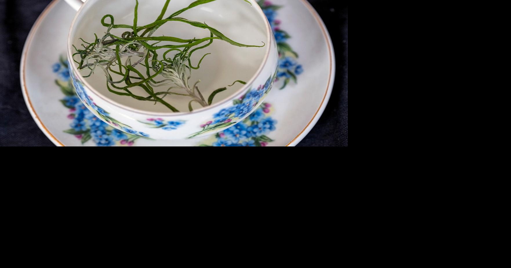The Tea Growing Wild Around the Midcoast | Almanac | midcoastvillager.com