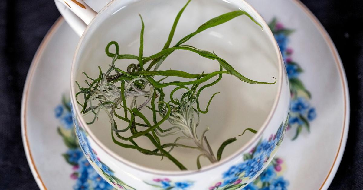 Wildside Tea The Tea Growing Wild Around the Midcoast | Almanac | midcoastvillager.com