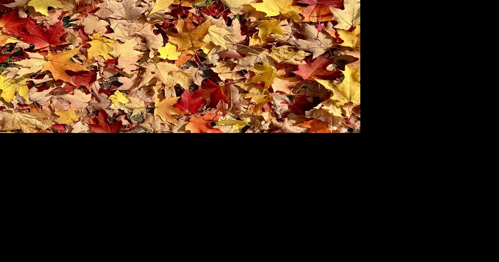 Maine’s Drought Could Mean Duller, Shorter-Lived Fall Colors This Year