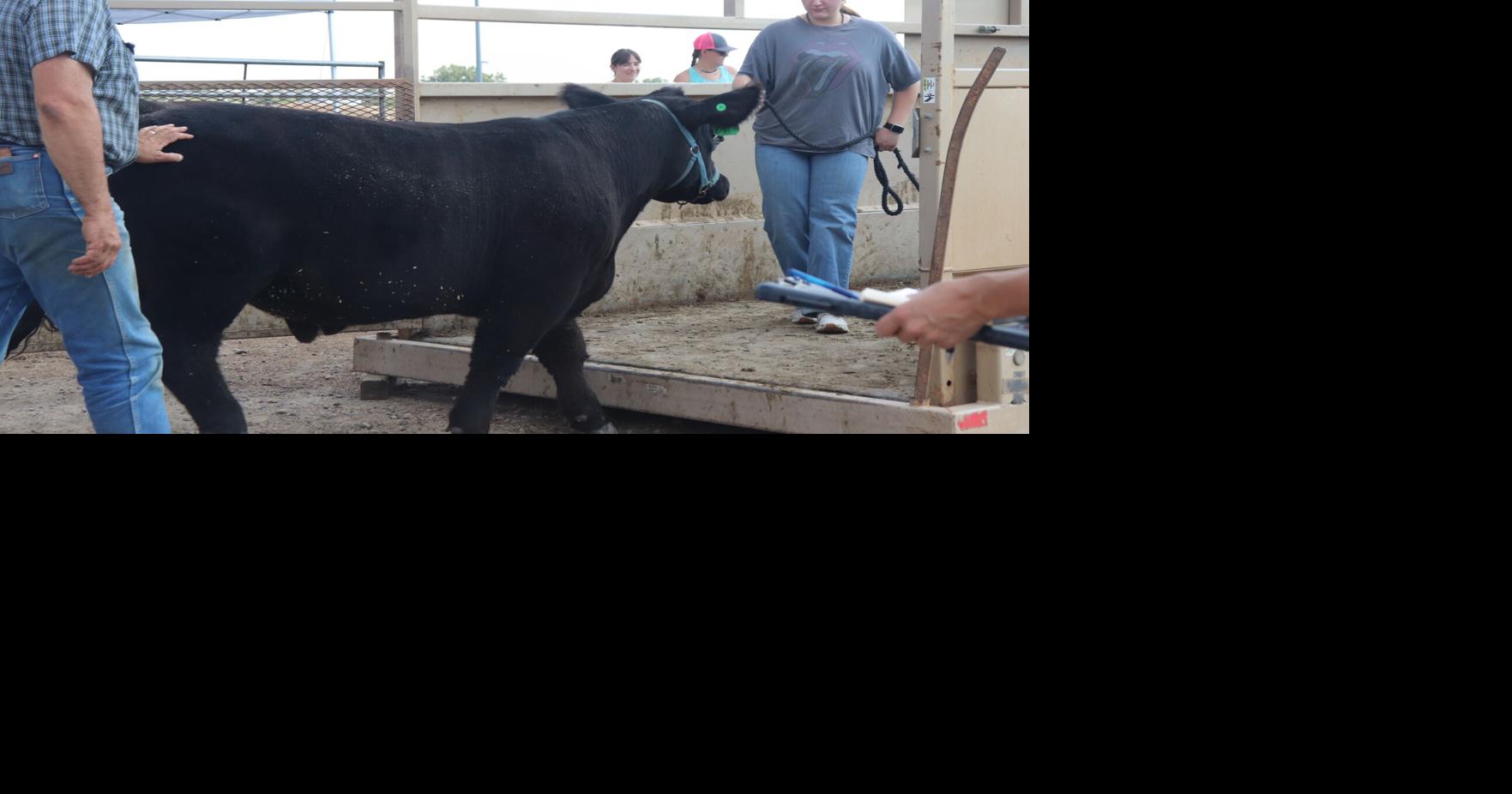 Fair is Here: 4-H Livestock weigh-ins start week of activities as Eastern Montana Fair arrives