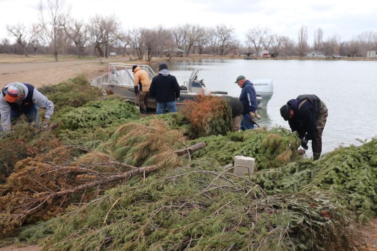 Walleyes, FWP sink Christmas trees at Spotted Eagle for fish habitat