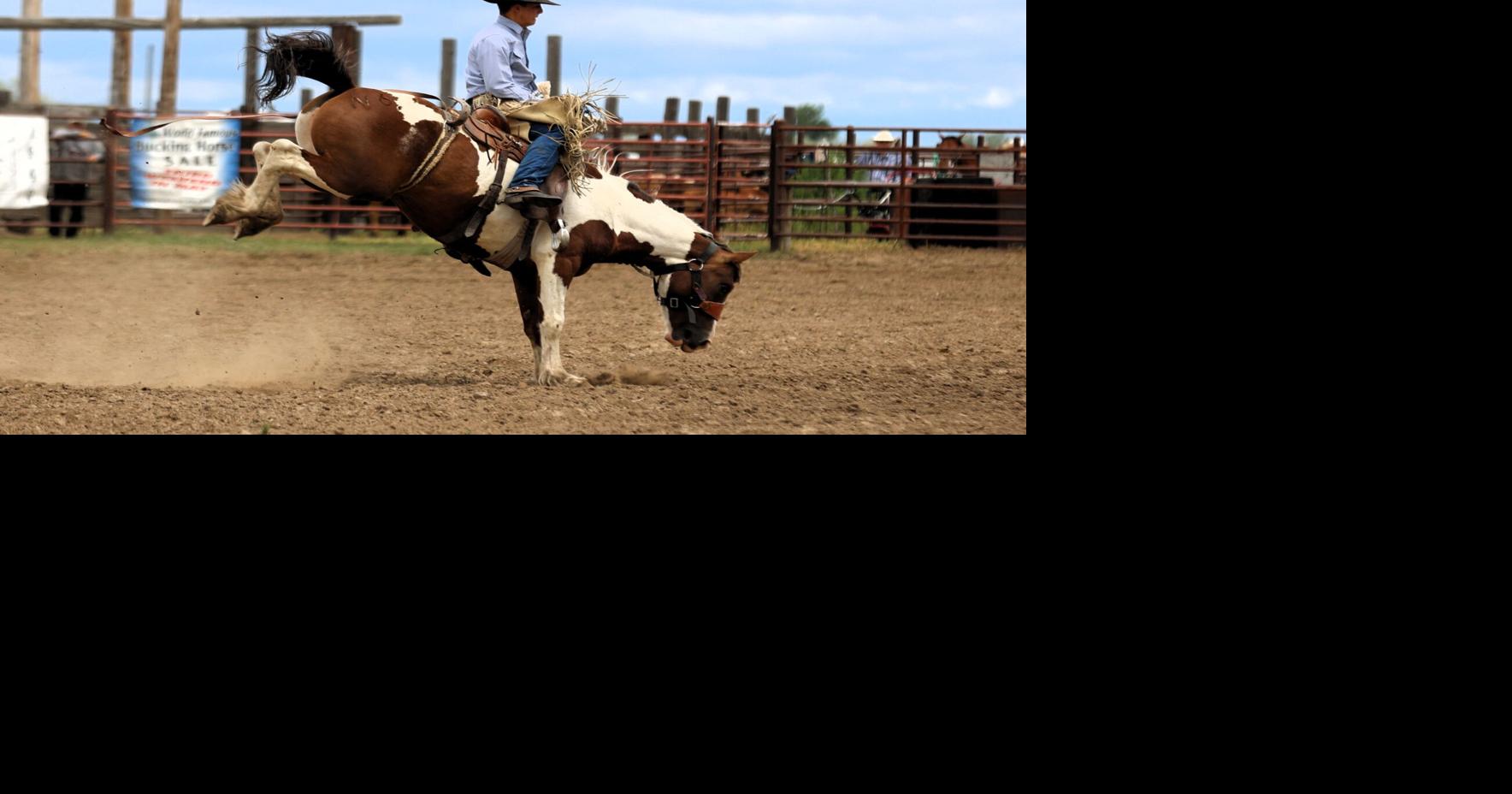 Bucking action at Terry | News | milescitystar.com