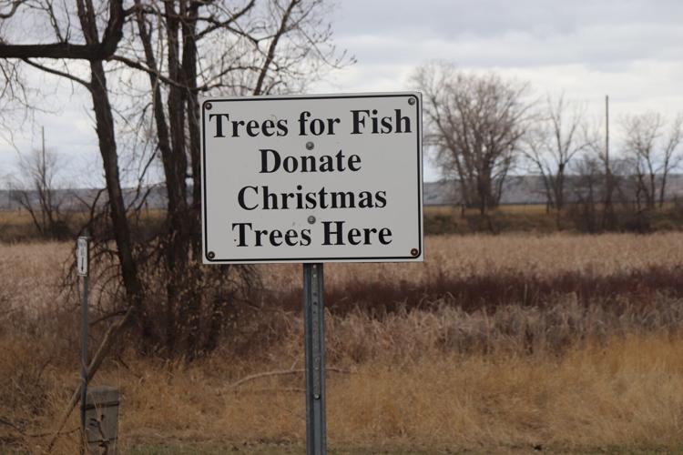 Walleyes, FWP sink Christmas trees at Spotted Eagle for fish habitat