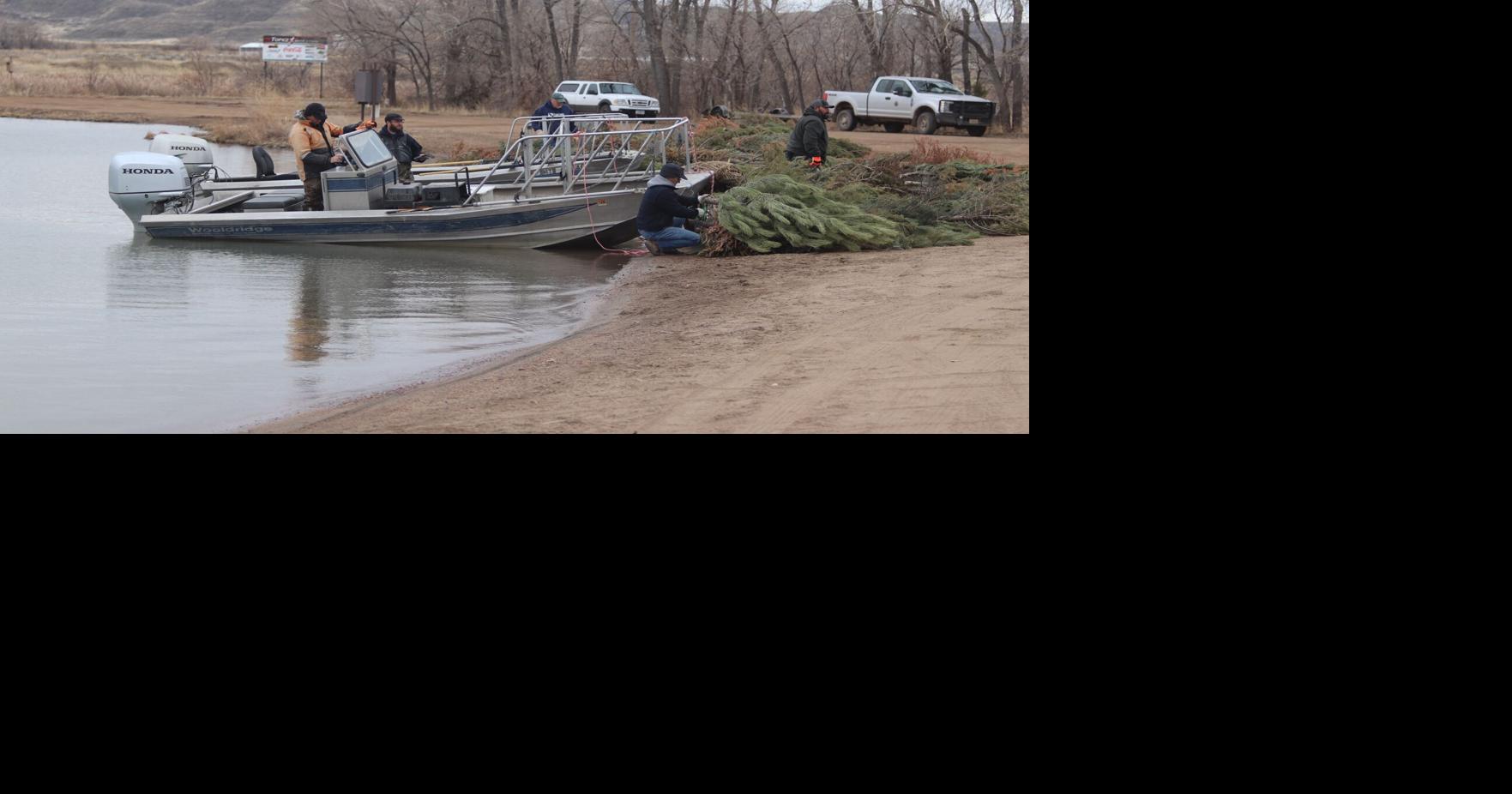 Walleyes, FWP sink Christmas trees at Spotted Eagle for fish habitat