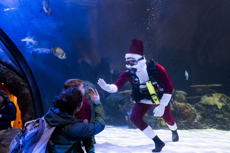 Oh, fishmas tree! A winter wonderland at the Virginia Aquarium