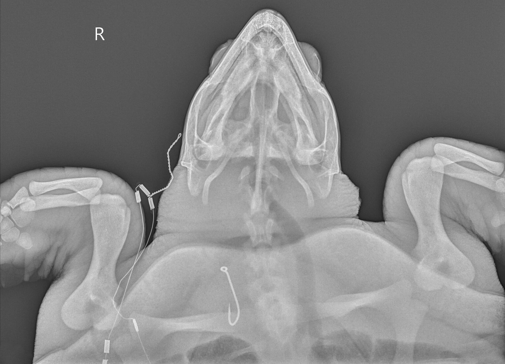 Turtle Radiographs Restraint Hooked a sea turtle while fishing? Call the Virginia Aquarium’s ...