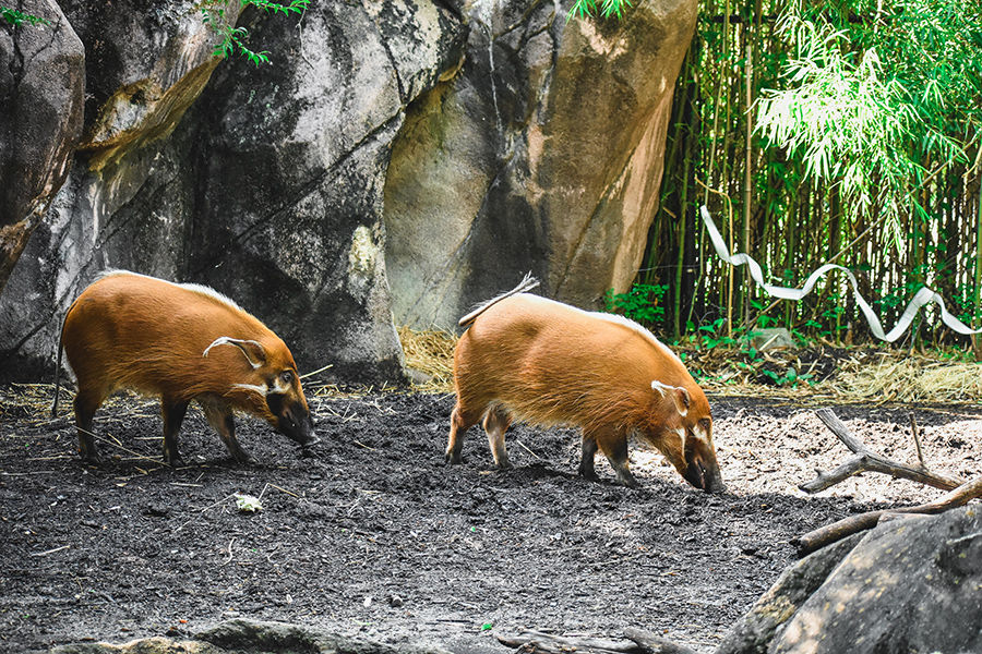 Virginia Zoo Has Two New Attention Hogs Hampton Roads News