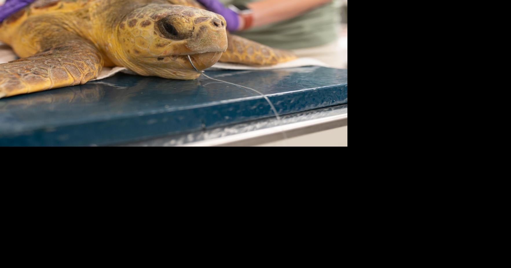 Hook a sea turtle while fishing? Call Virginia Aquarium’s Stranding Response Team
