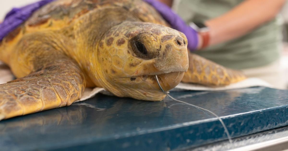 Mengait penyu laut saat memancing? Hubungi Tim Tanggapan Pemeliharaan Virginia Aquarium