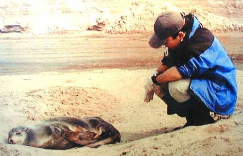 Procedures for stray animals | Base Information | militarynews.com