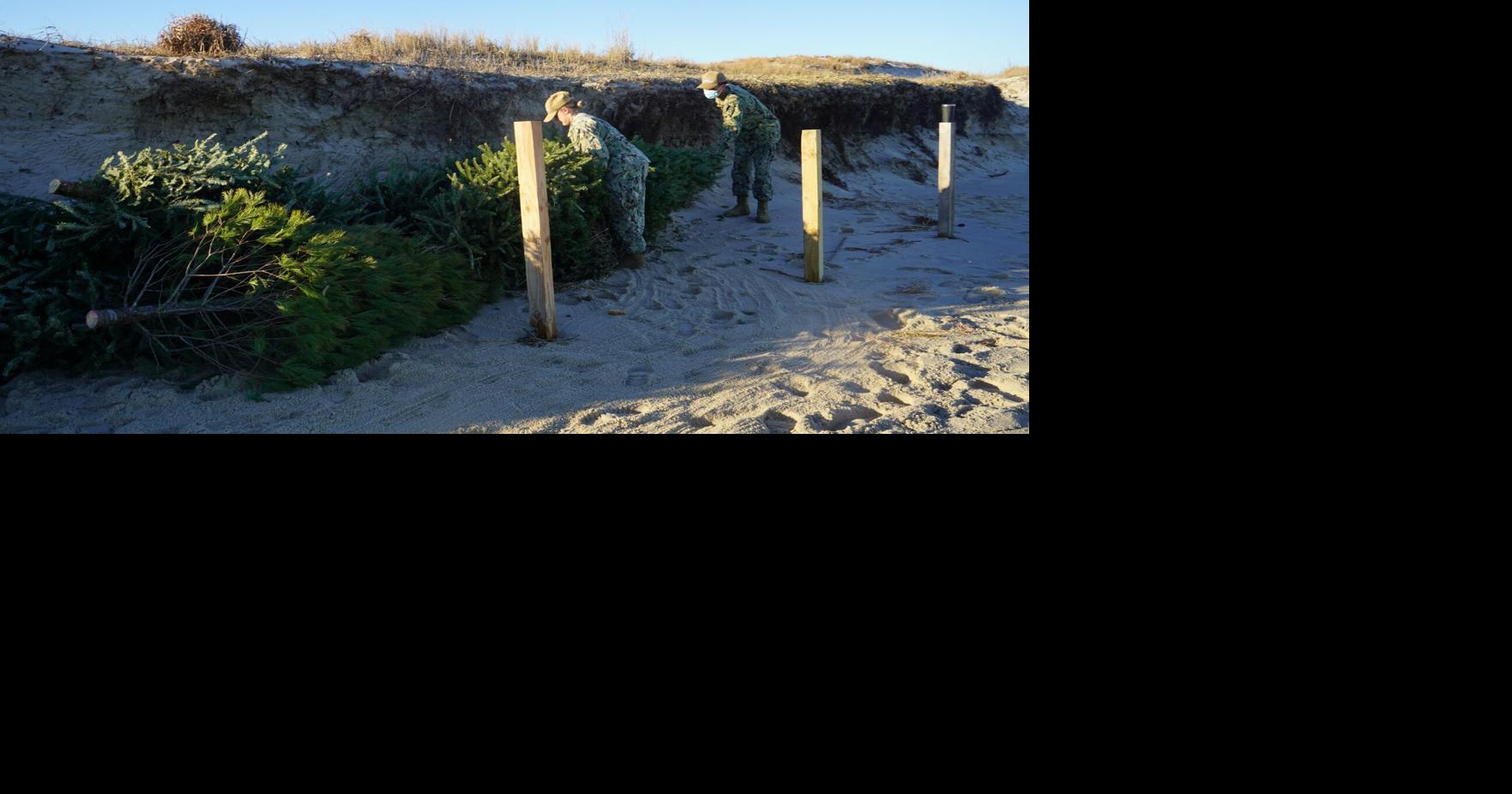 Recycled Christmas trees at JEBLCFS prevent beach erosion Top Stories