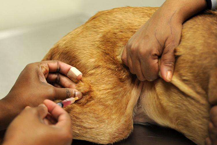 Langley Veterinary Clinic: keeping our furry friends healthy | Photos | Langley Veterinary Clinic: keeping our furry friends healthy | Photos |