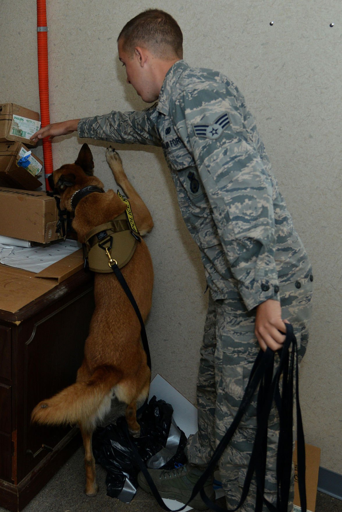 K-9s hone explosive sense of smell | News | militarynews.com