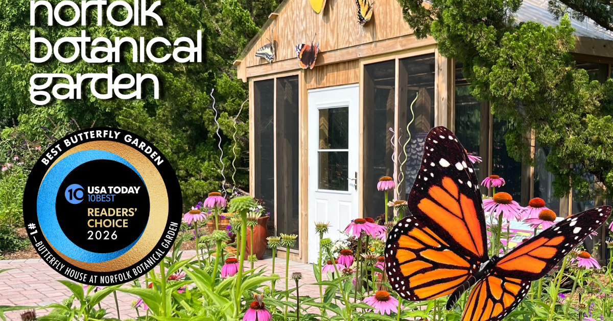 Norfolk Botanical Garden voted #1 Butterfly House and Garden by USA TODAY 10BEST and celebrates grand re-opening of the Summer Butterfly House