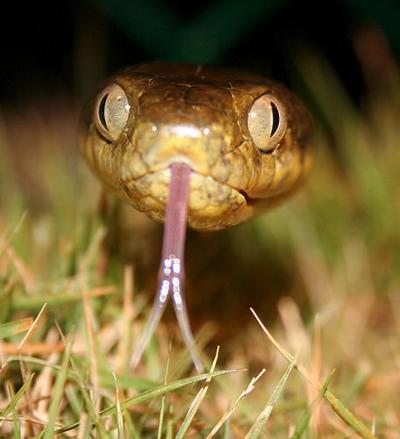 Dod Usda Team Up To Rid Guam Of Brown Tree Snakes News