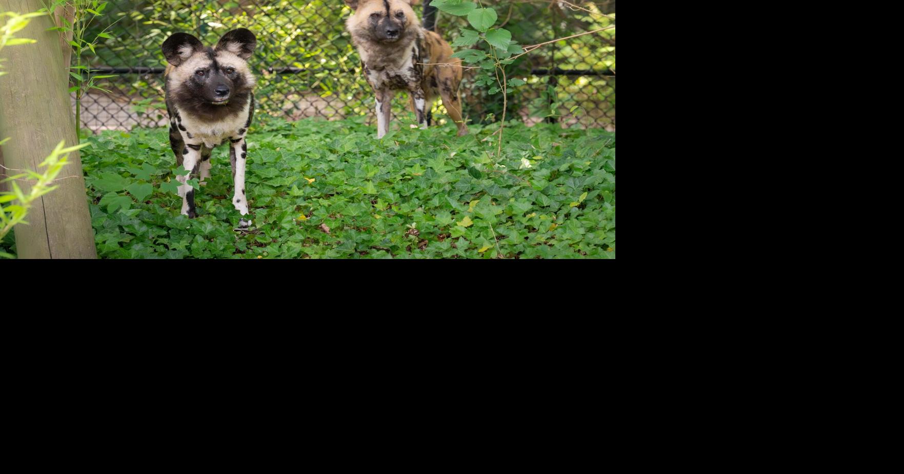 Virginia Zoo welcomes new species, African painted dogs