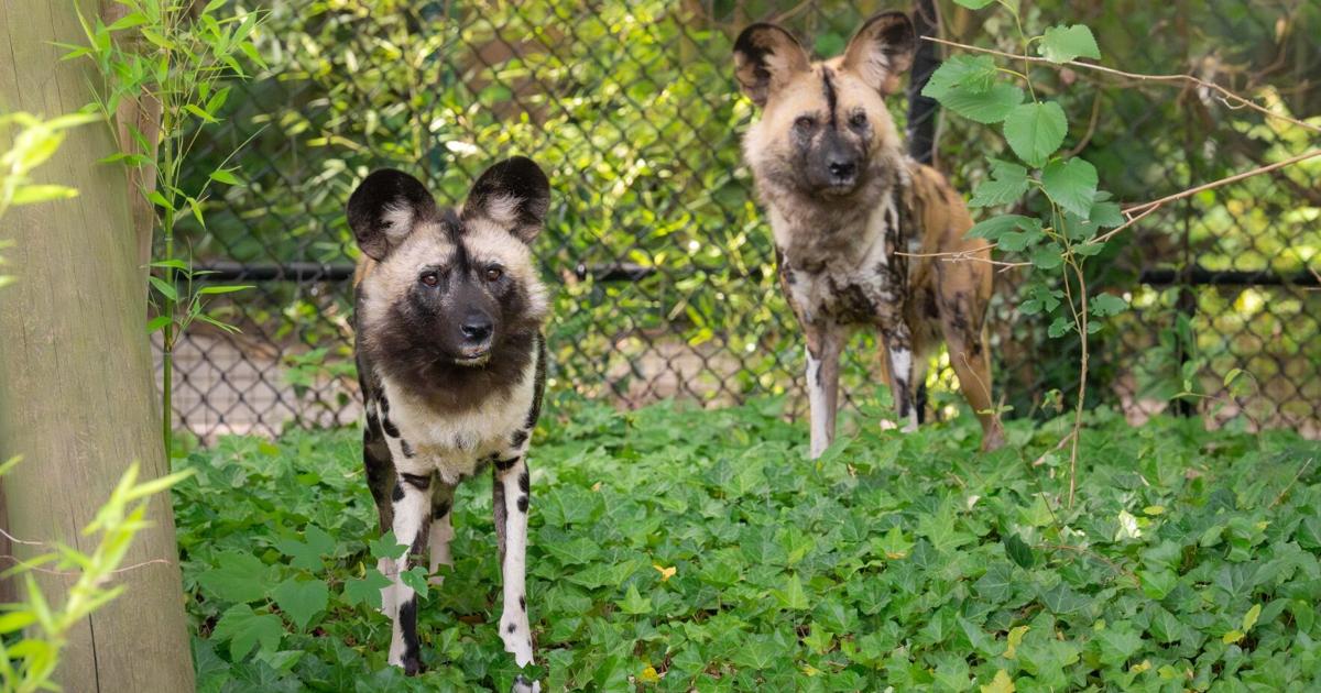 Virginia Zoo welcomes new species, African painted dogs