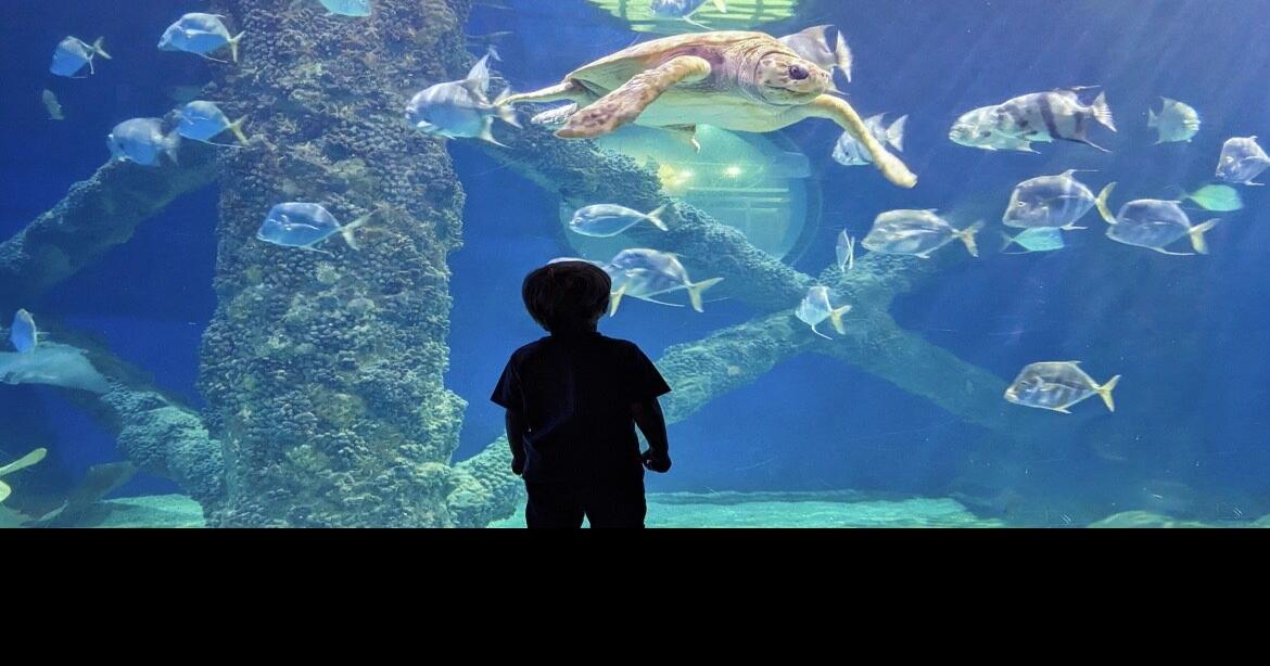 Virginia Aquarium’s Membership Madness, full of perks and discounts