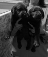AKC CHOCOLATE Lab Puppies. Fem