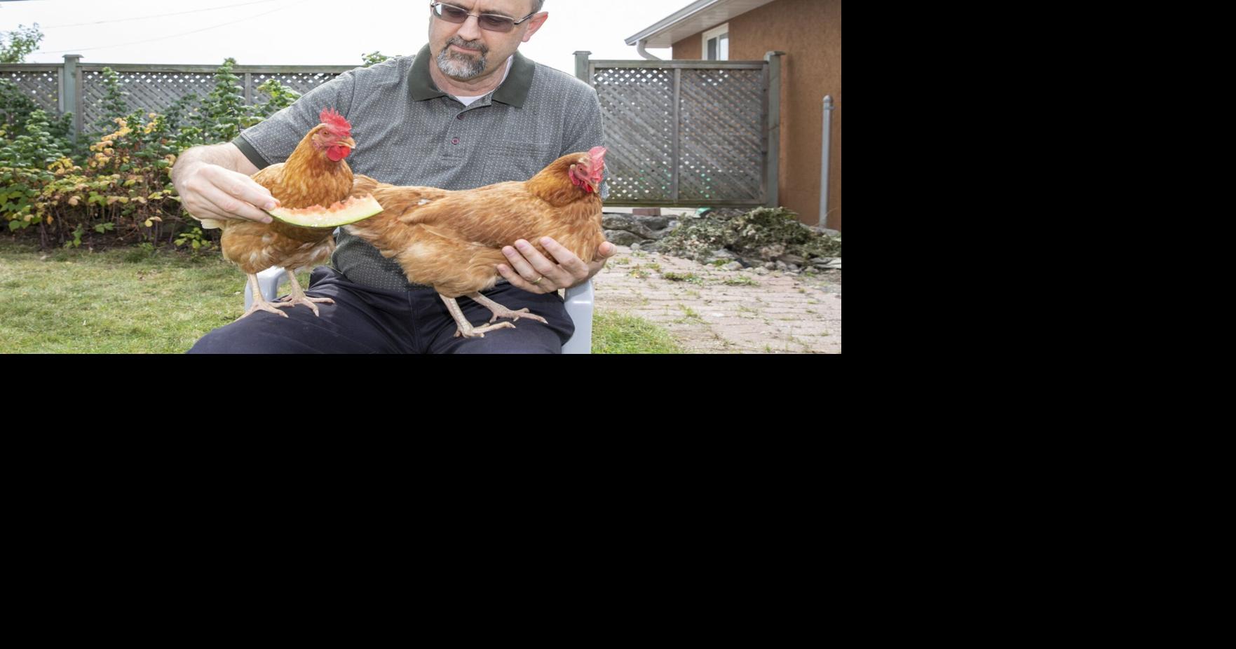 YOU ASKED Has Mississauga changed its stance on backyard chickens?