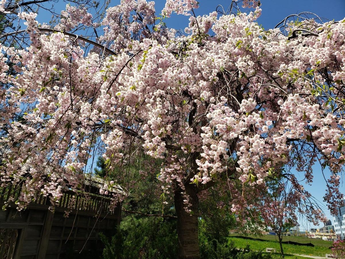 File:Kariya City General Athletic Park cherry blossom ac1.JPG - Wikimedia  Commons